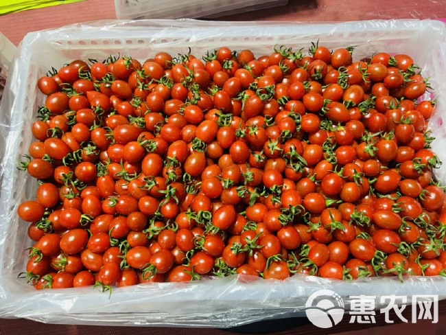 平度圣女果种植基地，欢迎各地的老板前来洽谈合作，常年货源充足