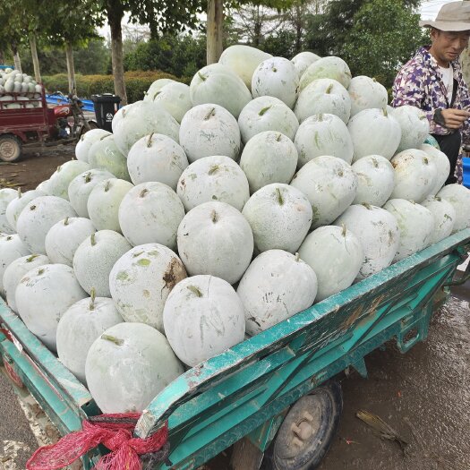 中牟县优质小冬瓜，一串铃冬瓜，水果冬瓜，货量充足，欢迎采购。