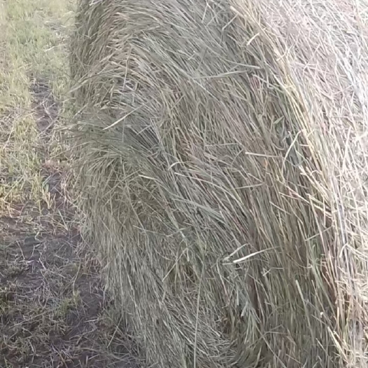 龙江县出售优质鲜牧草 鲜羊草