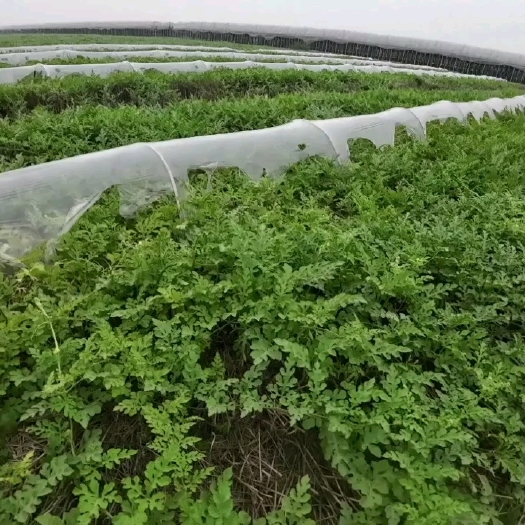 慈溪市8424西瓜 慈溪