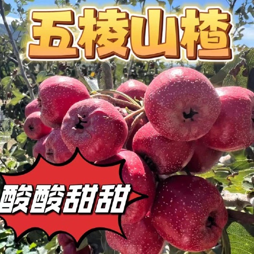 祁县五棱山楂果