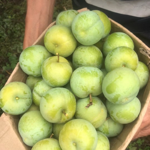 屏山县自家的黄金蜂糖李，有需要的联系！