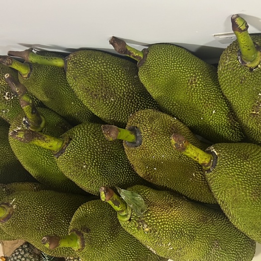 齐河县马来一号菠萝蜜