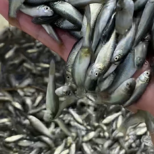 常州青鱼苗小片一斤500尾