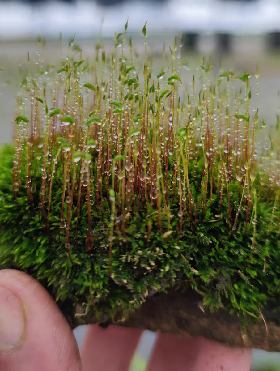 鲜活苔藓微景观盆景盆栽水陆缸造景青苔植物白发藓假山草diy材