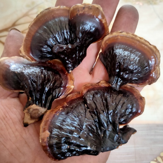 冠县金边灵芝，黑灵芝不苦口感好菌香味浓郁金边灵芝，量大优惠