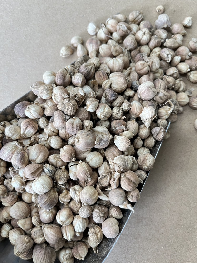原货白寇白豆寇现货批发各种香料调料中药大全量大从优