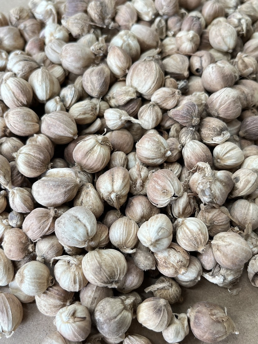 原货白寇白豆寇现货批发各种香料调料中药大全量大从优