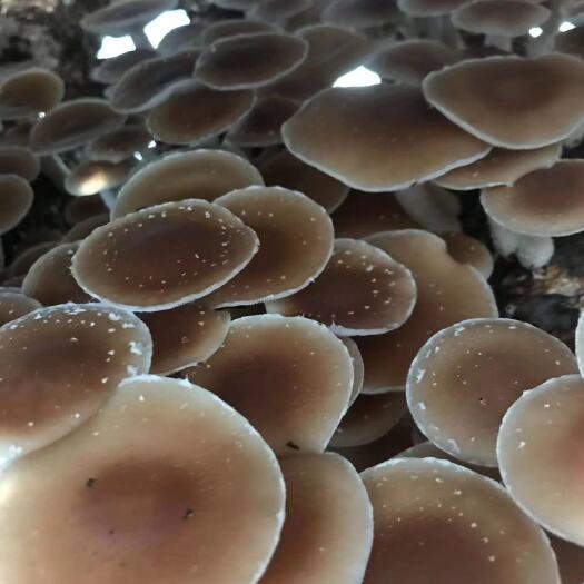 昆明仿野生小香菌