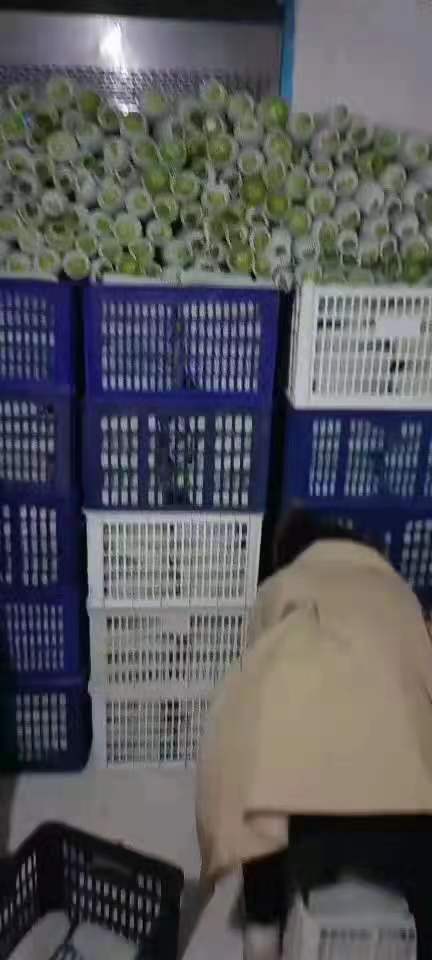 定西西葫芦大量上市