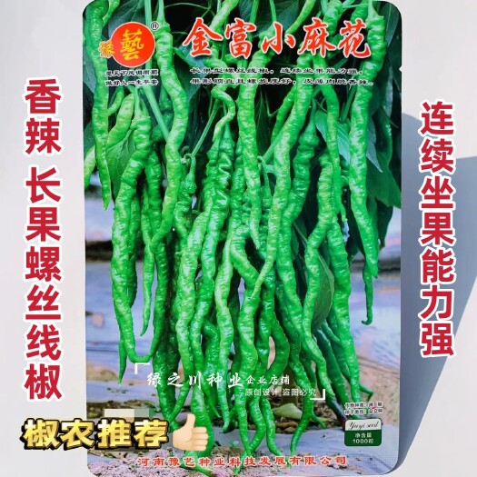 沭阳县豫艺金富小麻花辣椒种子长果螺丝线椒种籽香辣丰产抗病螺丝椒种子