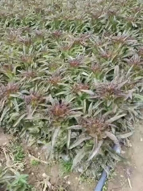 永胜县永胜县鑫蕊农业供应链