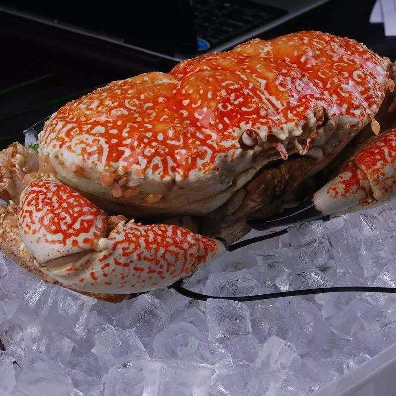 上海超低温速冻澳洲皇帝蟹6-15斤超大冰鲜海鲜水产品顺丰包邮上海