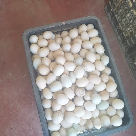 定州市柴鸡蛋，不喂饲料，树林散养，溜达鸡，保证无任何药物残留
