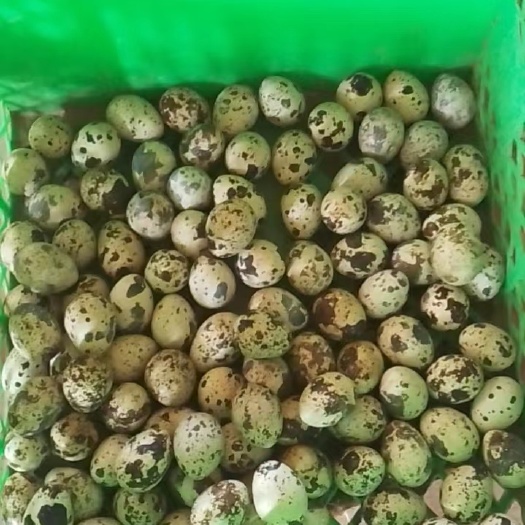 赵县新鲜鹌鹑蛋