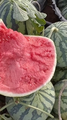 怀远县无籽西瓜