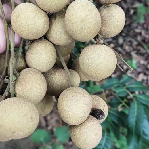 平南县广东茂名石硖龙眼上市了，肉厚核小甜，产地直销