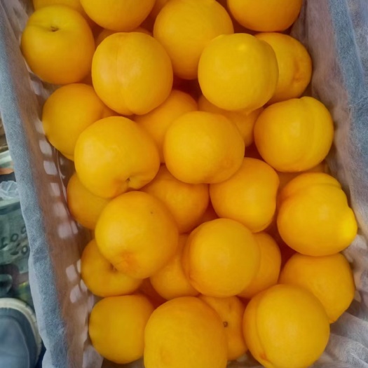 黄金黄桃 黄金桃