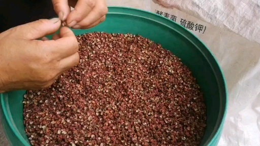 绛县山西绛县优质大红袍花椒基地欢迎你