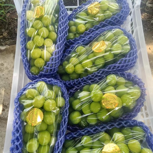 新沂市阳光玫瑰