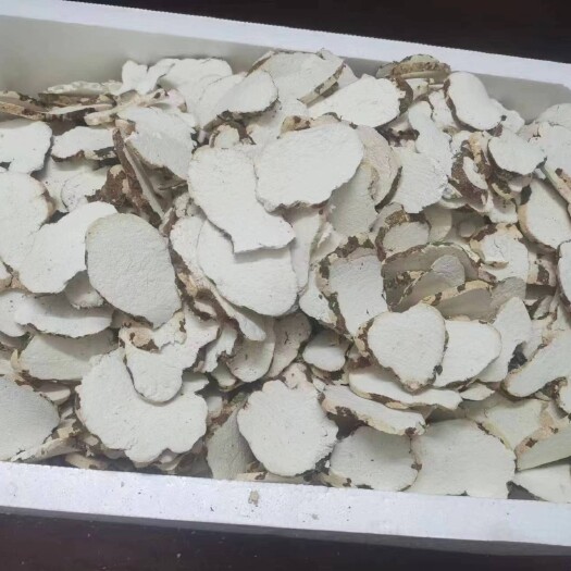 广州虎奶菌