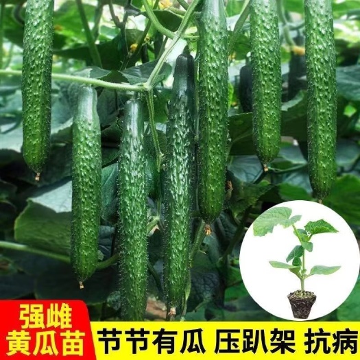 丰顺县嫁接强雌黄瓜苗，秋延越东黄瓜苗，产量高抗病，种苗基地直发