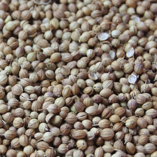 金塔县香菜籽，茴香籽
