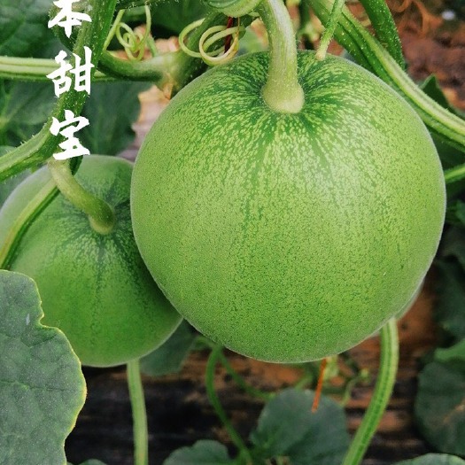丰顺县绿宝石甜瓜 绿宝甜瓜苗 甜瓜嫁接苗 直播苗 基地直发