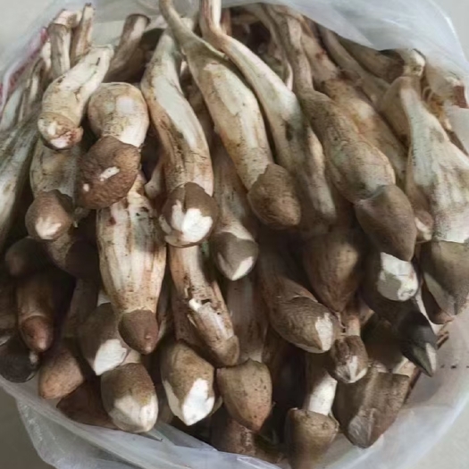 广州荔枝菌
