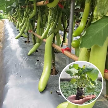 丰顺县绿茄子苗  绿茄苗  茄子苗专业培育  基地直发