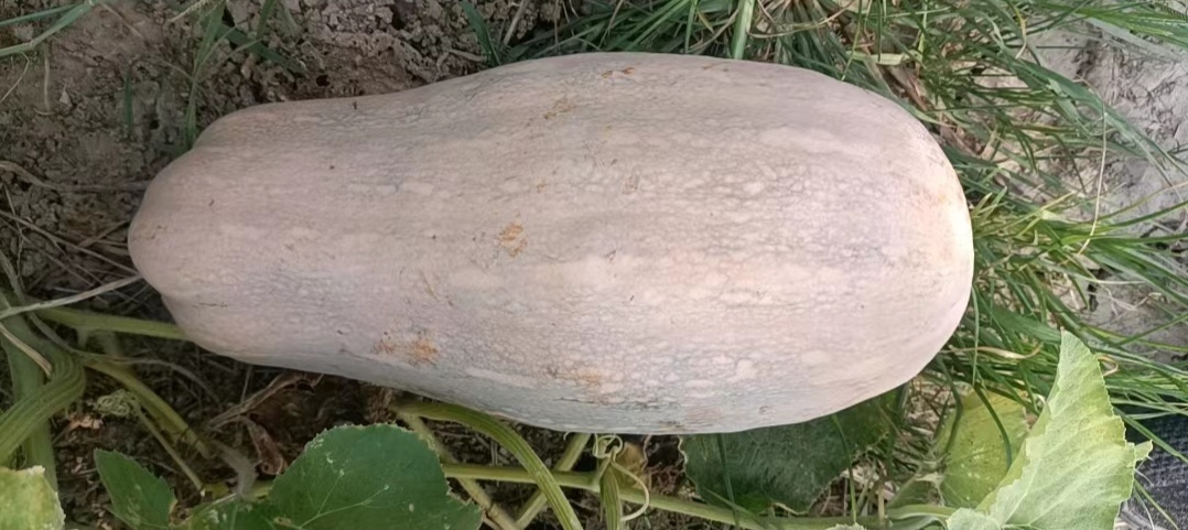温州金韩蜜本南瓜，现已上市