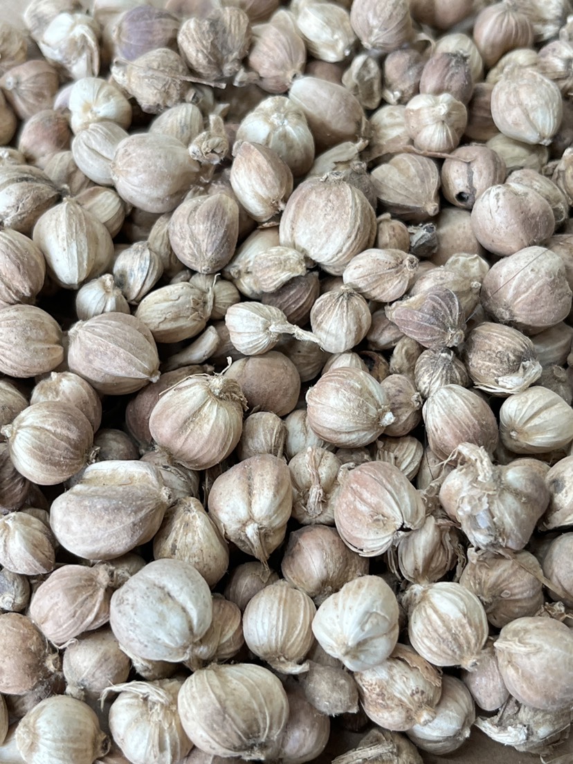 原货白寇白豆寇现货批发各种香料调料中药大全量大从优