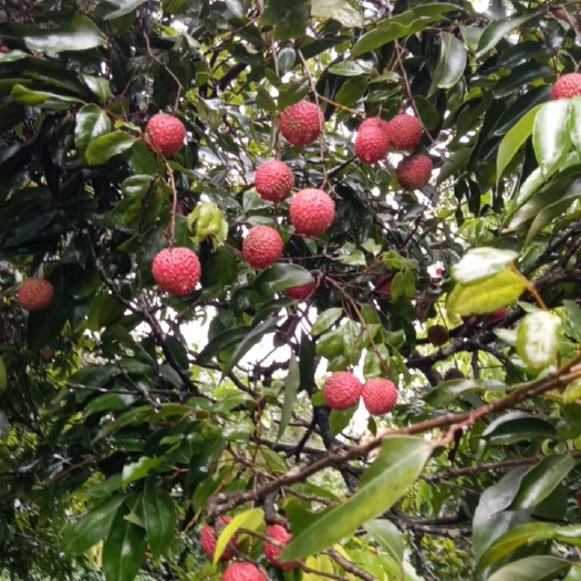 桂味糯米糍荔枝，一个月左右上市，需要的可以提前预定，
