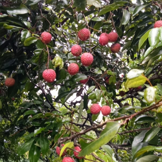 东莞市桂味糯米糍荔枝，一个月左右上市，需要的可以提前预定，