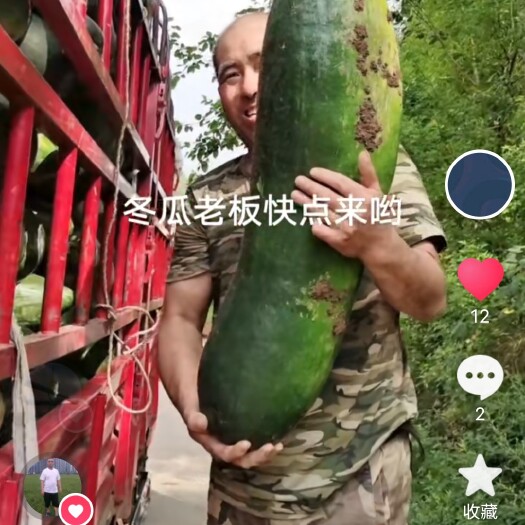 安岳县青皮地冬瓜