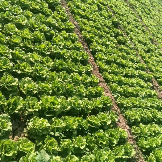 内黄意大利生菜大量上市，价格低质量好量大