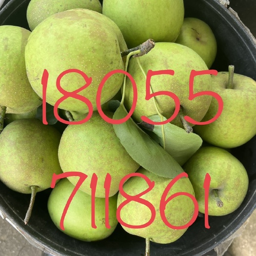广德市百亩翠冠梨