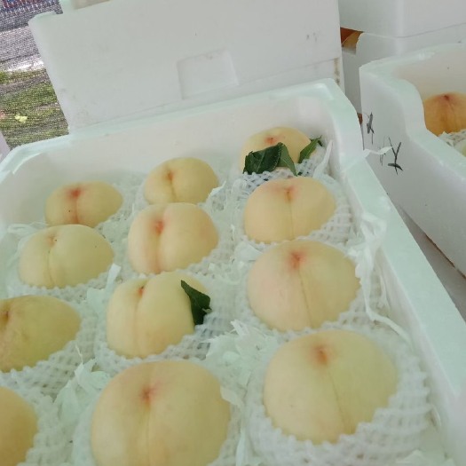 沂源县可撕皮的水蜜桃，