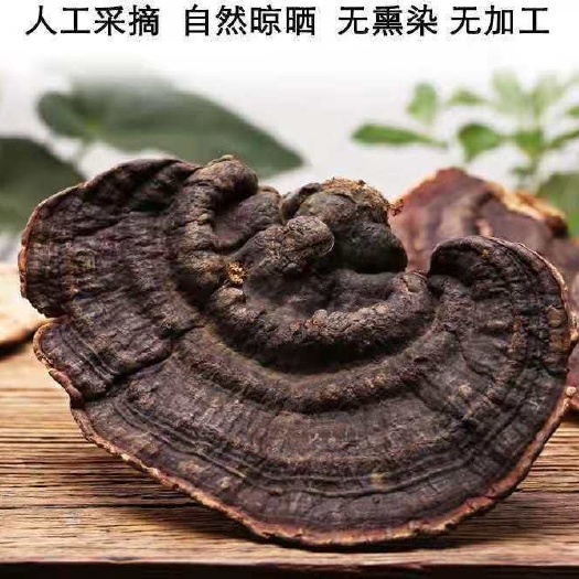 文山市灵芝深山赤灵芝无柄赤芝灵芝【支持一件代发各大平台】