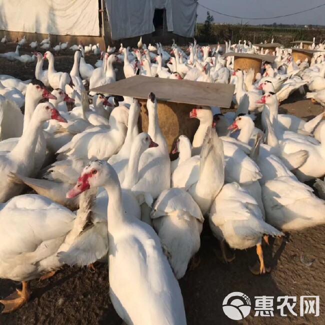 麻鸭苗 番鸭苗 杂交鸭苗 蛋鸭苗 桂柳鸭苗 肉鸭苗 白鸭苗