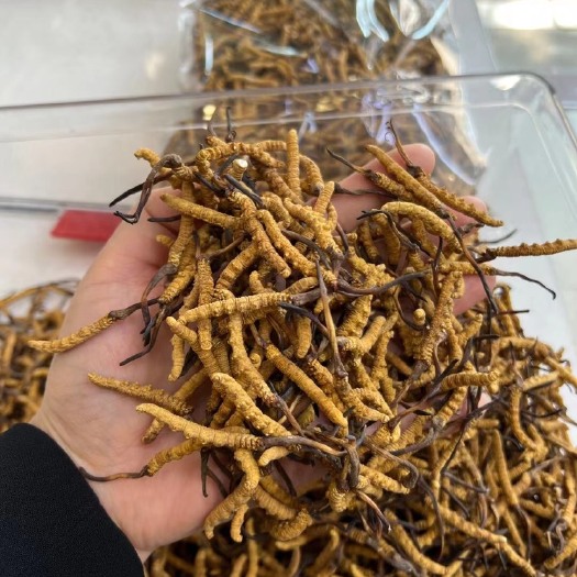 广州川贝，冬虫夏草，甘松，玛卡