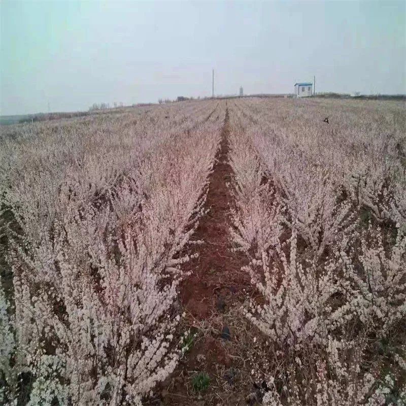农大超欧9号钙果苗 当年开花结果鲜食补钙大田盆栽欧李种子果树