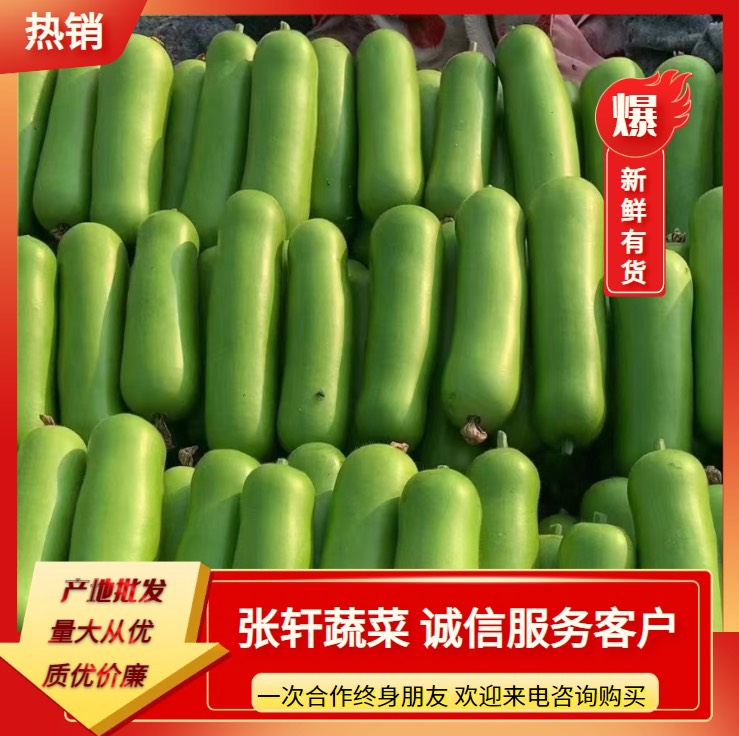 博爱县瓠子瓠瓜基地大量上市瓜鲜肉厚颜色绿单个重1斤左右可供超市电商