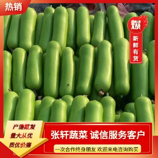 博爱县瓠子瓠瓜基地大量上市瓜鲜肉厚颜色绿单个重1斤左右可供超市电商