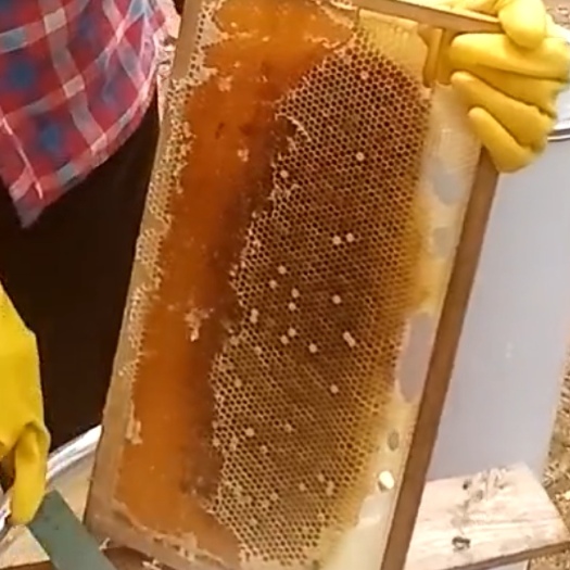 琼海市白石岭 百花蜜