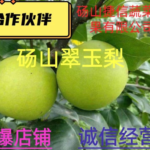 砀山县精品翠玉梨，供应电商平台，各大水果交易市场，诚信经营，