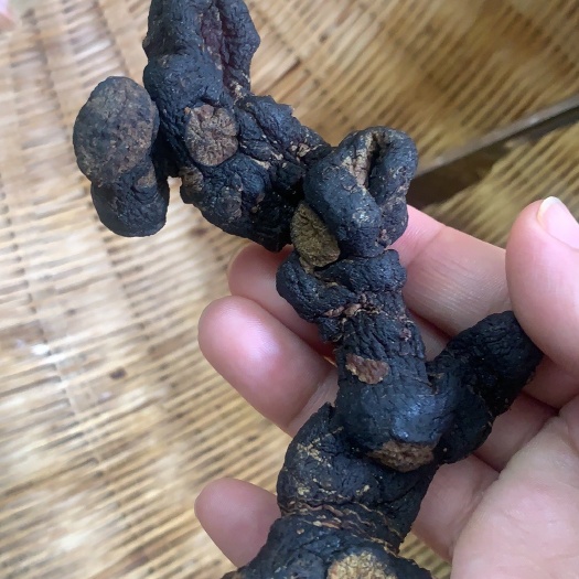 惠东县姜形黄精  黄酒浸泡九蒸九晒味道香甜