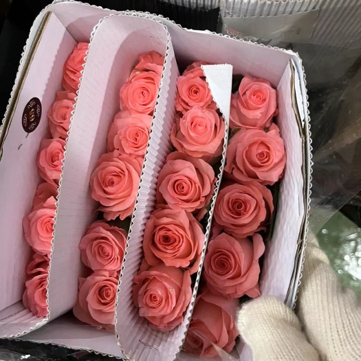 昆明戴安娜 玫瑰