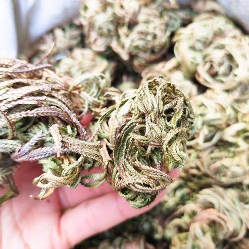 昆明云南卷柏，又名还魂草，做药材，盆景