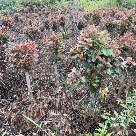 郴州高杆红叶石楠500棵 退耕！低价处理！甩卖